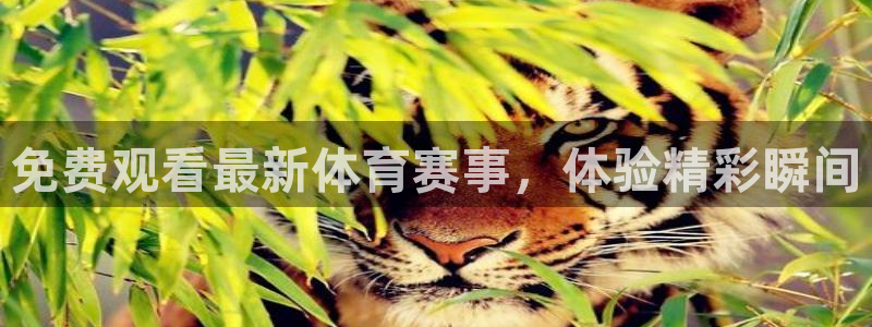 免费观看最新体育赛事，体验精彩瞬间