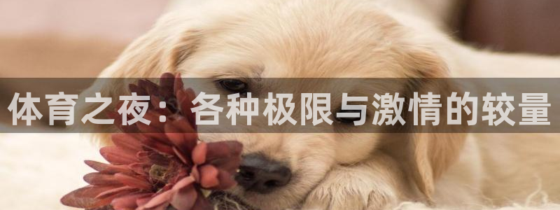 体育之夜：各种极限与激情的较量